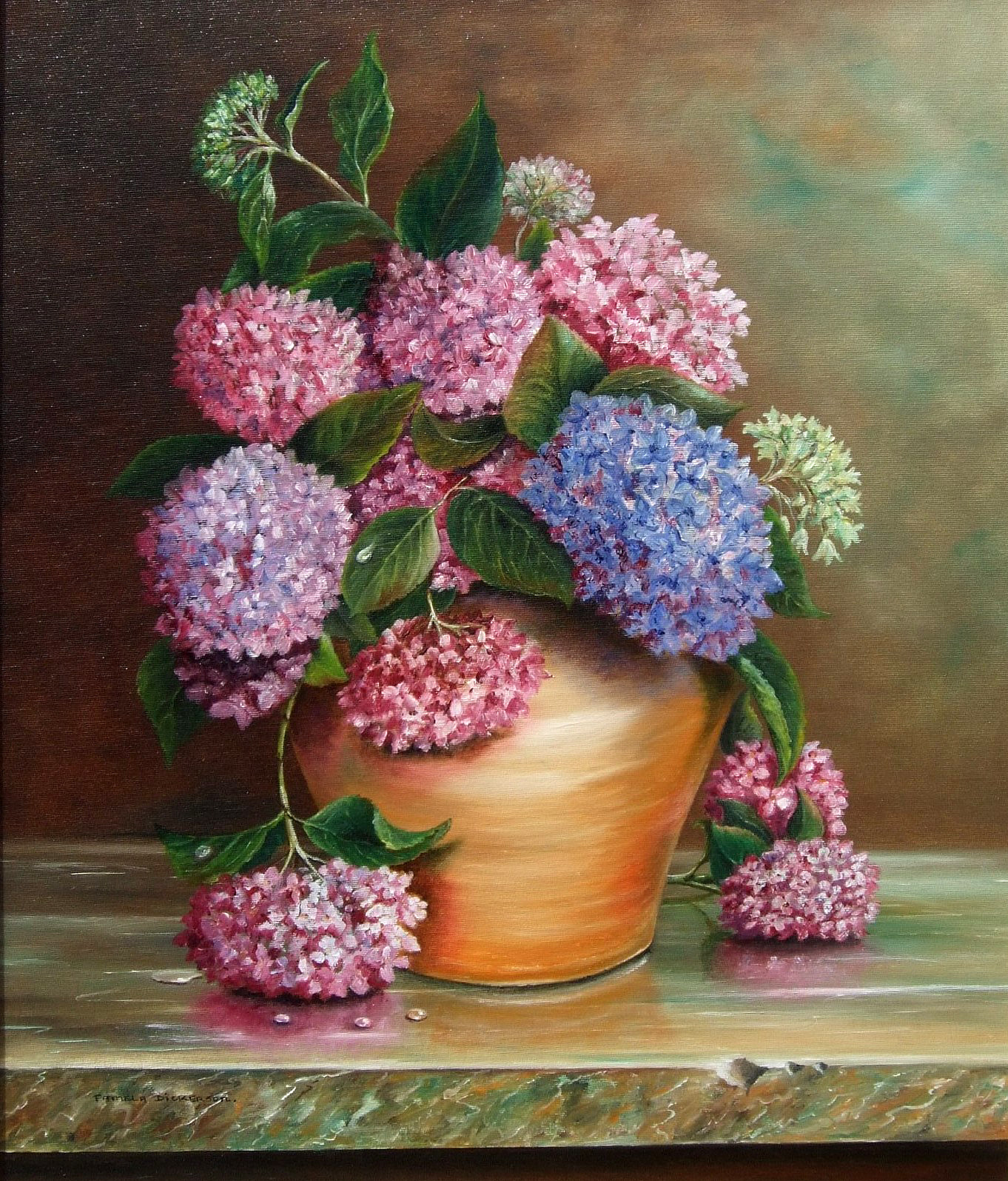 Hydrangeas in Terracotta Pot