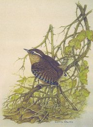 Wren